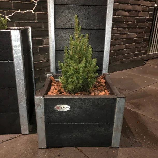 Lille Blomsterkumme - Helårs