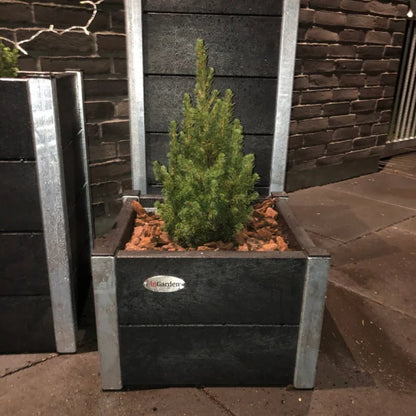 Lille Blomsterkumme - Helårs