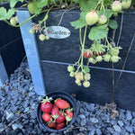 Lille Blomsterkumme - Helårs - Plastplanker -  - Blomsterkrukke